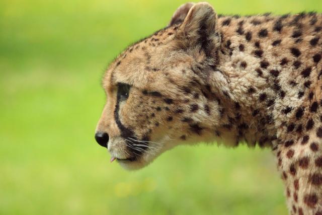 Zijaanzicht van een cheeta met groen gras op de achtergrond