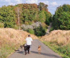 Een persoon wandelt met drie honden over een geasfalteerd pad tussen bomen in herfstkleuren. 