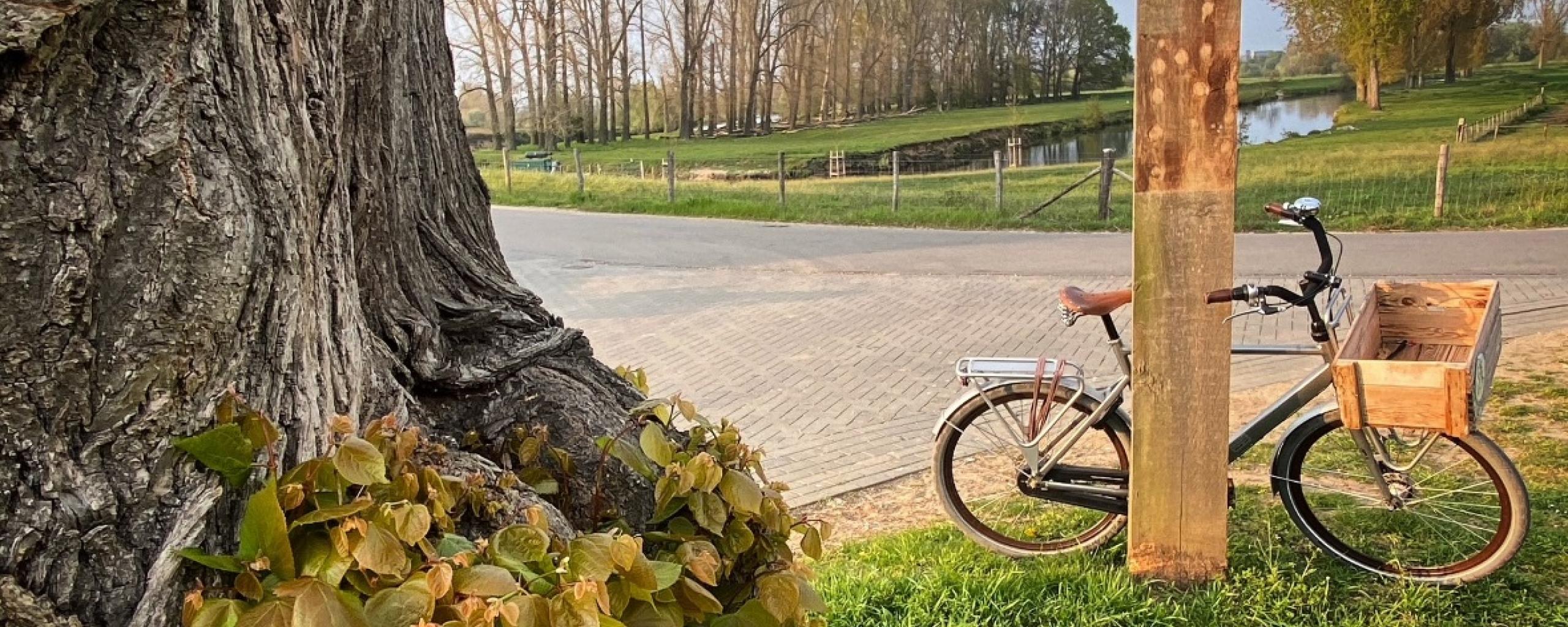 Een fiets staat tegen een stevige paal naast een grote boom.
