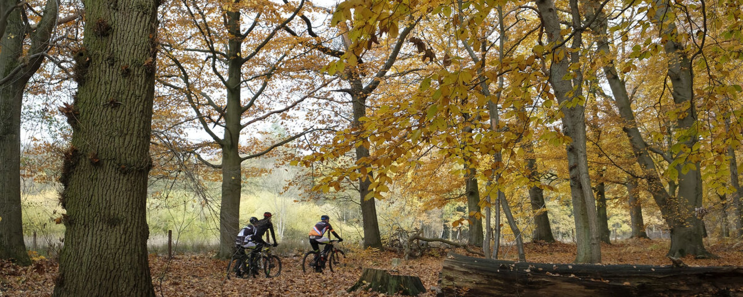 Mountainbikers door het bos bij het Knuppelpad van Sint Ludwig. Het bos is oranje gekleurd vanwege de herfst.