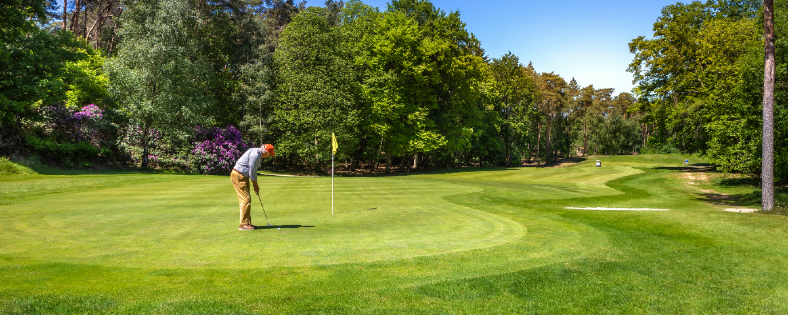 Een groene golfbaan, groene bomen en paarse struiken en iemand die een bal slaat op de golfbaan. De zon schijnt en de lucht is blauw.