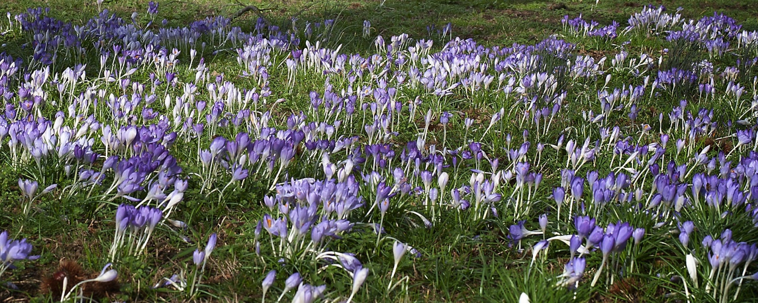 Krokussen staan in het voorjaarsgras. 