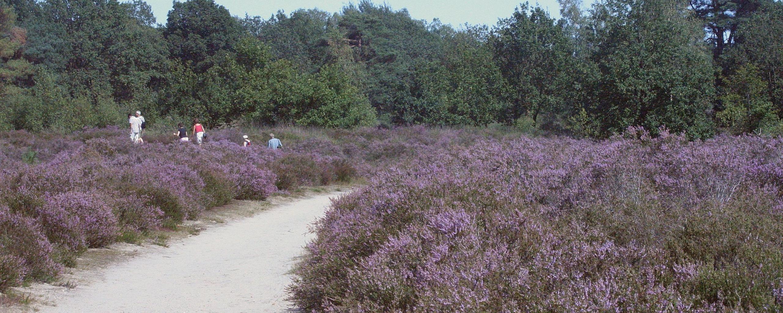 Wandelaars lopen tussen paarse heide. 