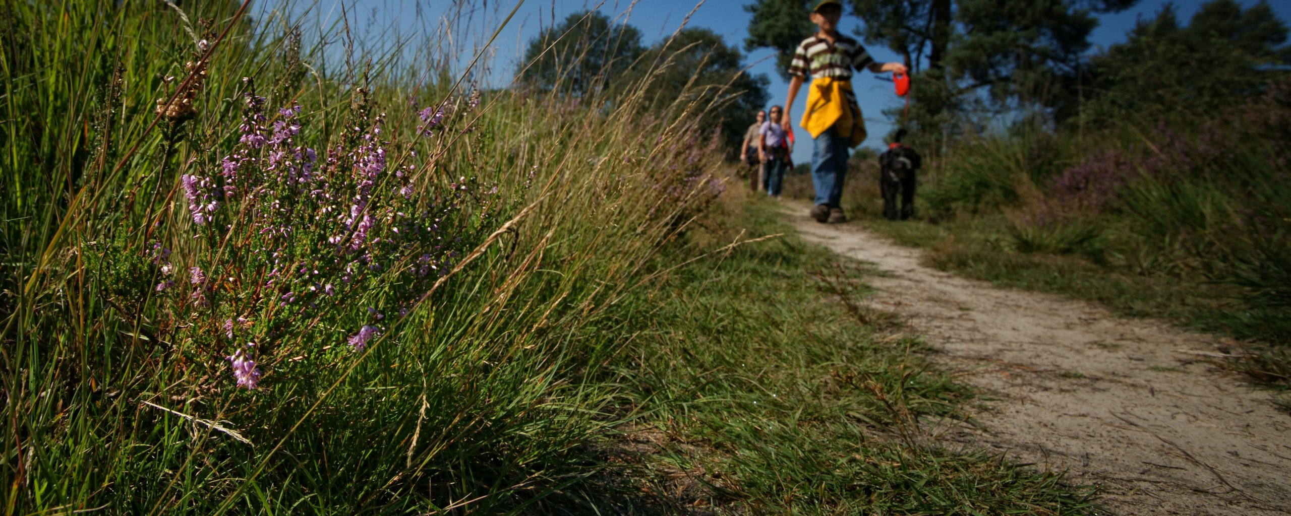 Mensen wandelen over de heide