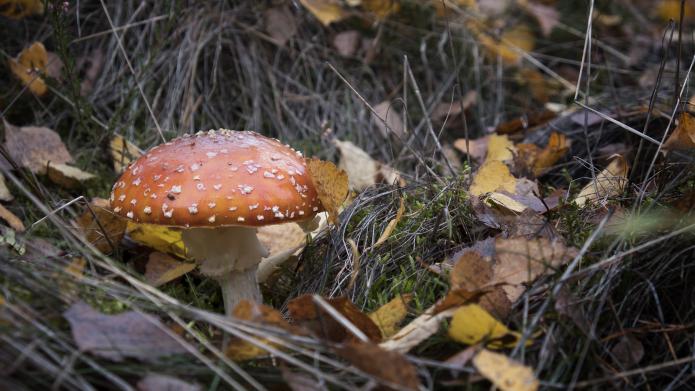 Een rode paddenstoel met een witte stam en witte stippen, omringd door takken en herfstbladeren.