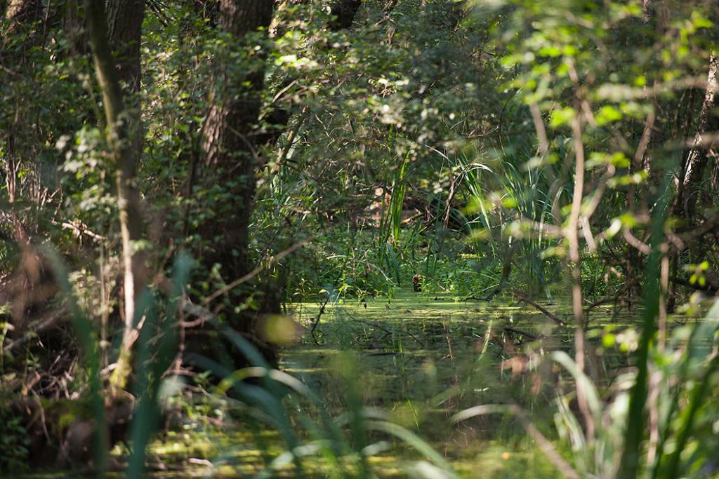 Een moerassig landschap vol planten en bomen. In het midden zien we een kuil gevuld met water: een turfkoel.