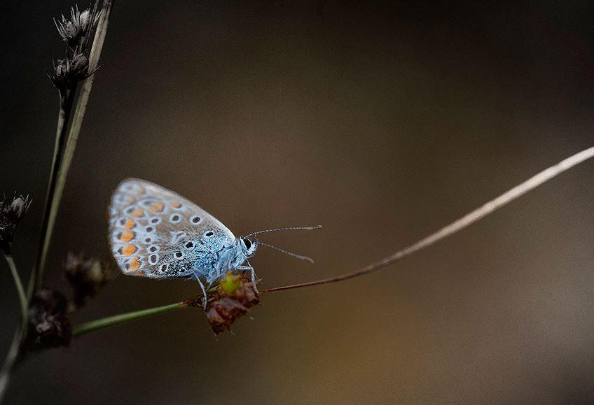 Een vlinder met mooie blauwe vleugels met oranje en zwarte stippen zit op een takje.