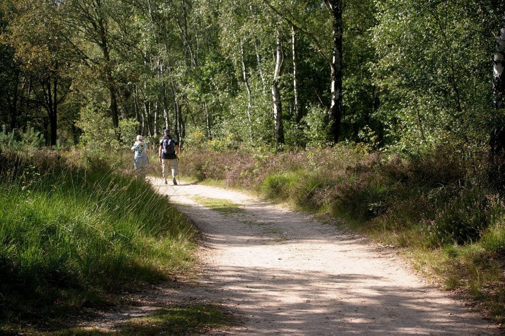 Wandelaars lopen in de verte over een bospad. Het zonlicht filtert door de bomen. 