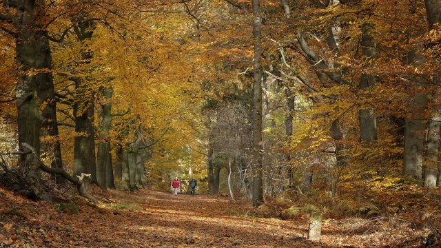 Wandelaars lopen over een bospad met prachtige herfstkleuren.