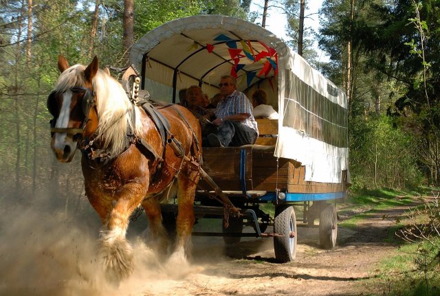 Een stevig paard trekt een huifkar door het bos