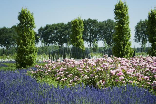 Een tuin vol paarde en roze bloemen en groene bomen. In het midden van de bloemen is een bruggetje met groene spijlen te zien. Het is de Franse kasteeltuin van het kasteel in Montfort.