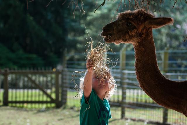 We zien een weide met een kind dat een alpaca voert. Het kind draagt een groen t-shirt en heeft blonde krullen. Het kind heeft een pluk stro in zijn handen en brengt deze naar het gezicht van een bruine alpaca.