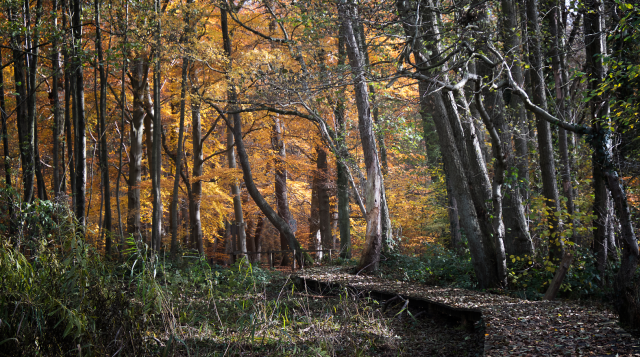 We zien een bos met hoge bomen in geel, oranje en groentinten. Door het bos loopt een pad van vlonders: het knuppelpad.