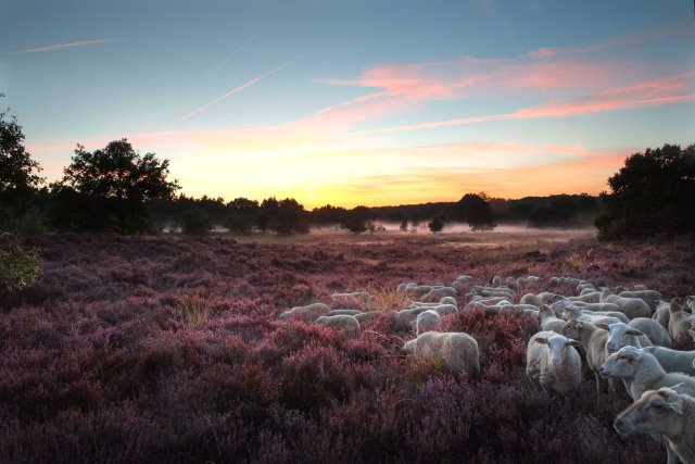 Een kudde schapen tussen paarse heide bij zonsondergang op de Meinweg