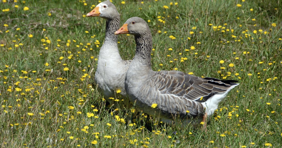 Gemeente Koggenland bestrijdt overlast van ganzen