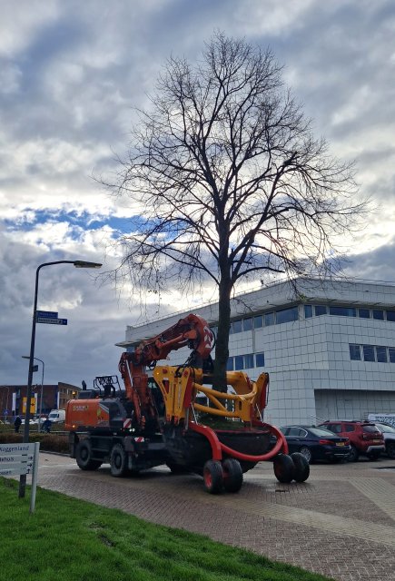Bijzondere koningslindes verplaatst