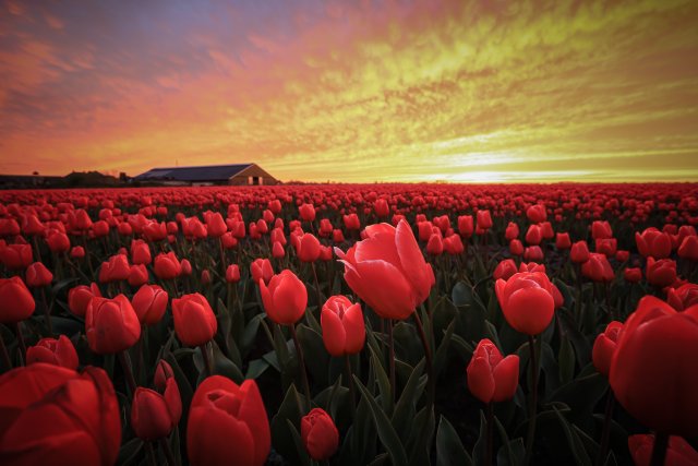 Oproep mooiste foto - tulpen fotograaf Eefje John