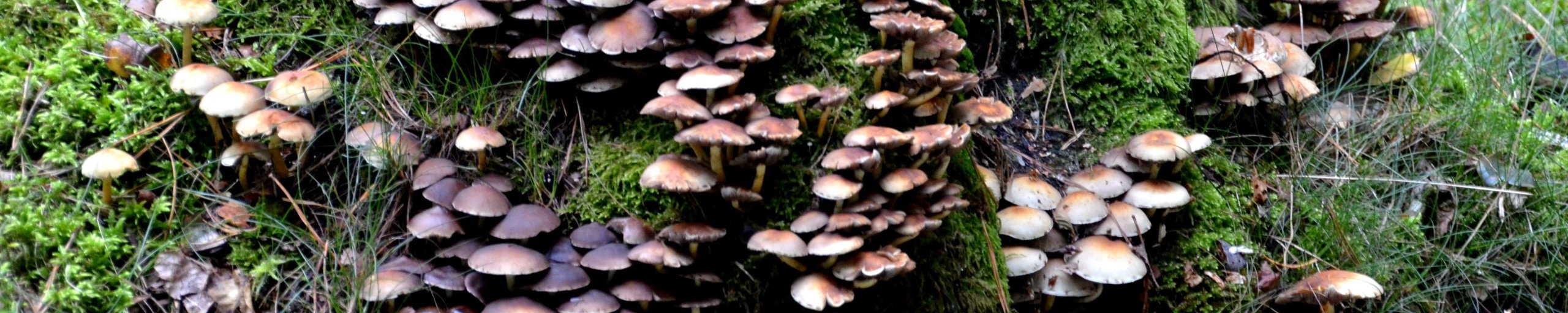 paddenstoelen bij een boom