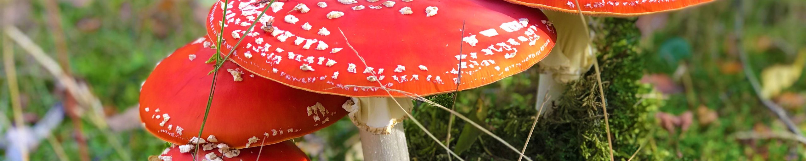paddestoelen rood met witte stippen
