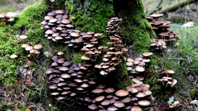 paddenstoelen bij een boom