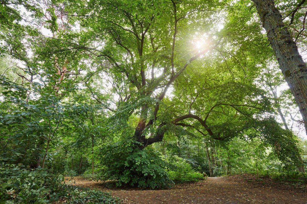 galgenboompje ontdek Landgraaf 