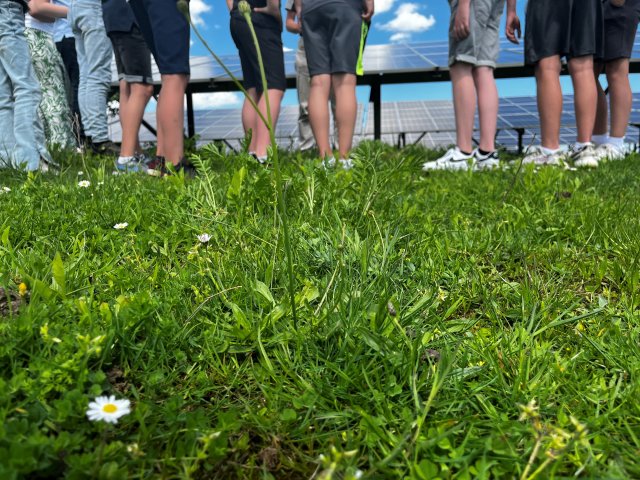 een groen grasveld op het Zonnepark Abdissenbosch met de zonnepanelen op de achtergrond en een groep kinderen ervoor. Zij zijn niet herkenbaar, alleen de benen zijn zichtbaar