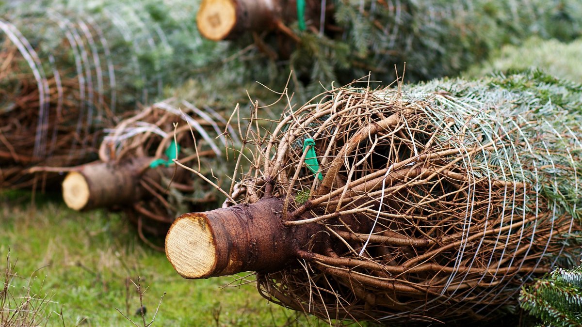 Breng uw kerstboom weg