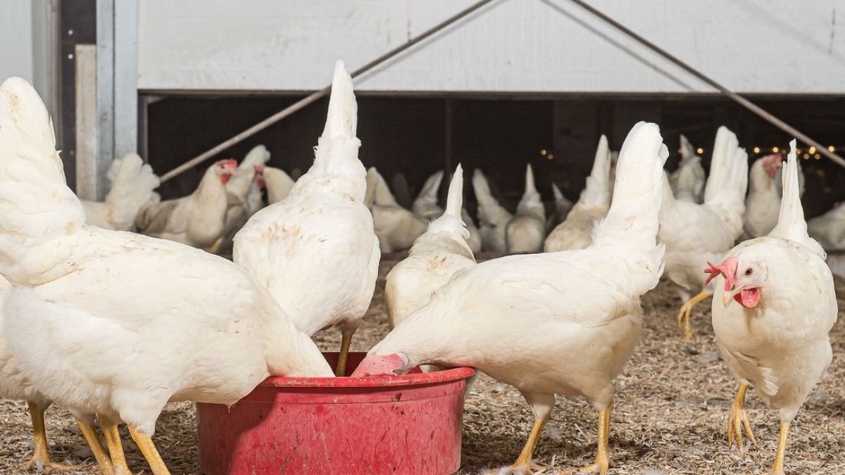 Vogelgriep bij pluimveebedrijf in Molenbeersel