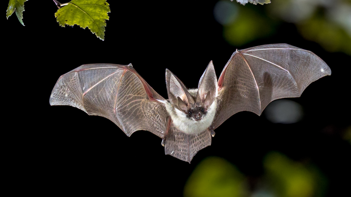 Onderzoek naar vleermuizen in de wijk