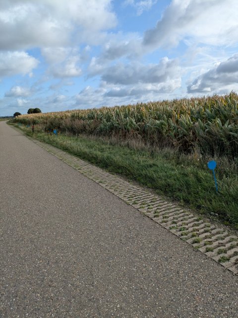 Foto met kenmerkende blauwe paaltjes, aan de rand van akker, die de veldjes met bladmateriaal, bermmaaisel, compost en controle (niets doen) afbakenen.
