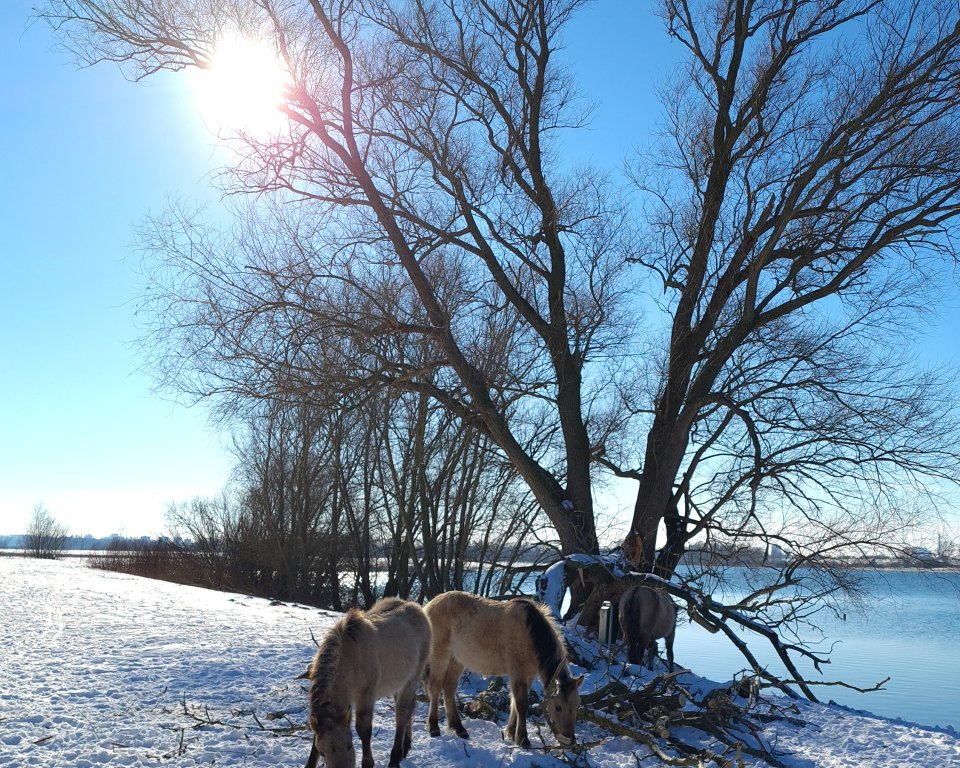 Foto van koningspaarden in de sneeuw. Foto ter illustratie.