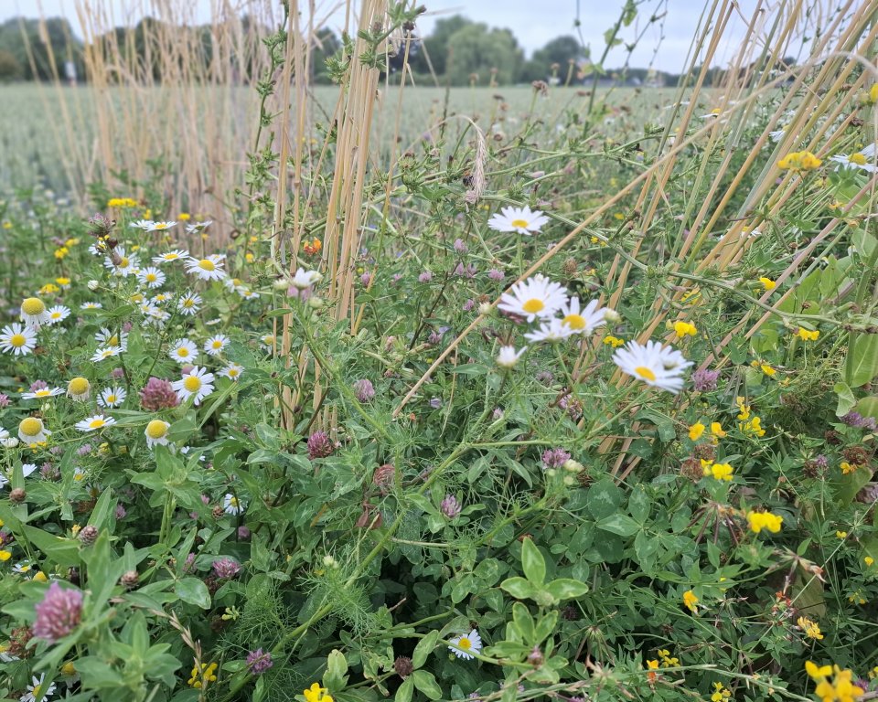 Vlinderrijke akkerrand in Lingewaard