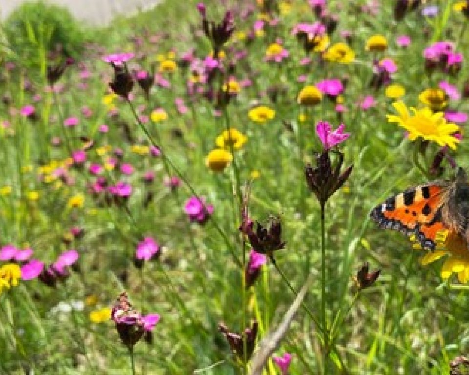 Foto van een akkerrand met bloemen en vlinders.