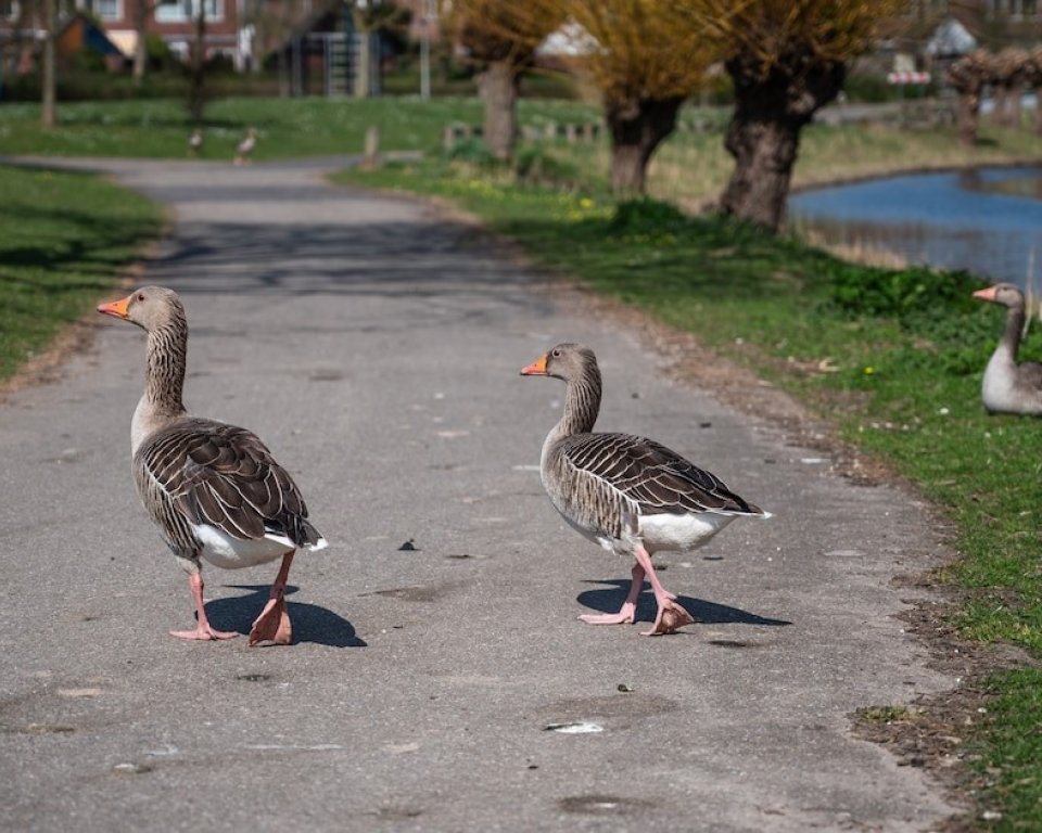 Hinder door ganzen in de bebouwde kom