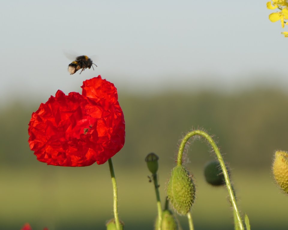 Foto van bloemen en insecten langs de vlinderrijke akkerranden. Foto ter illustratie.