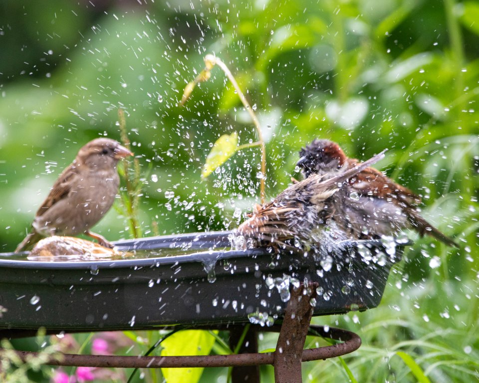Vogels in vogelbadje