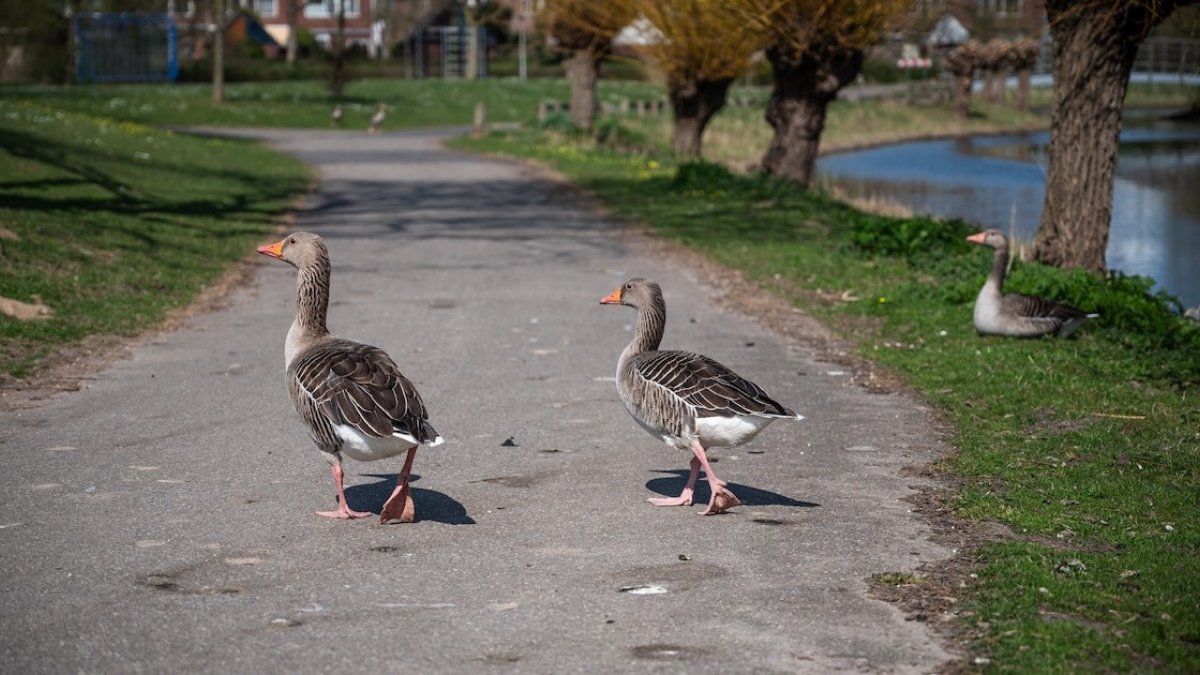 Aanpak hinder door ganzen in de bebouwde kom