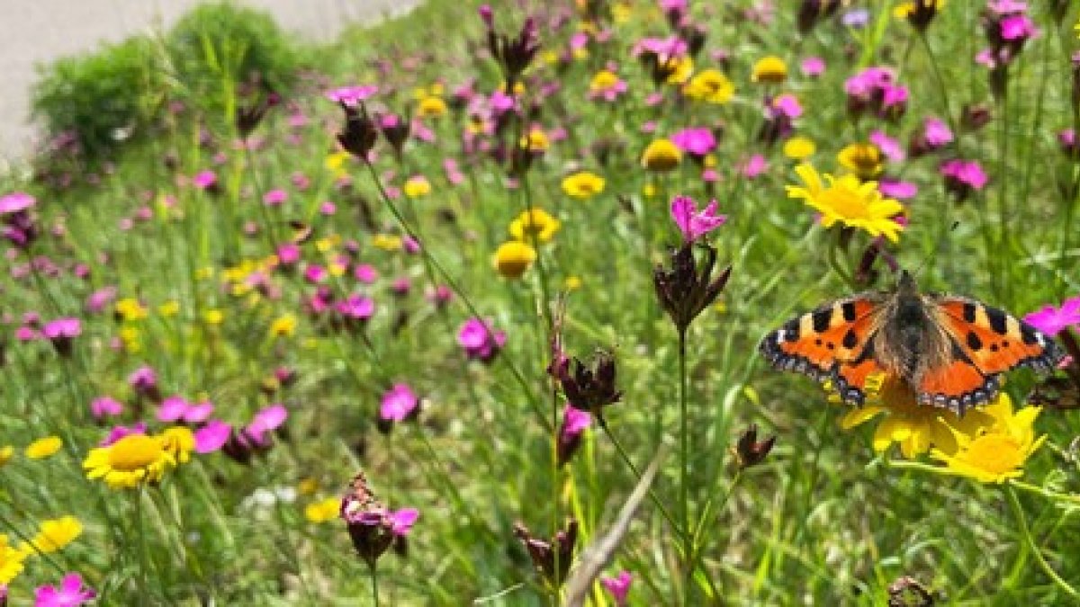 Informatieavond vlinders tellen in Lingewaard en Overbetuwe
