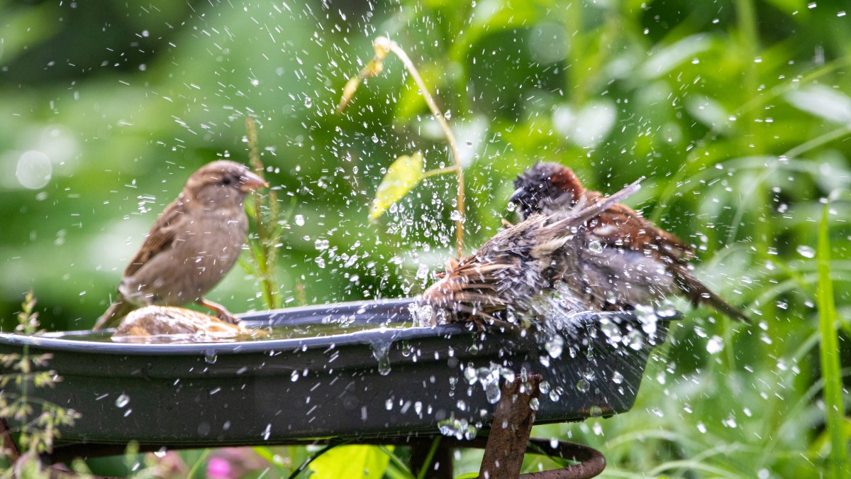 Elke vogel telt! Tel mee op 30, 31 januari en 1 februari
