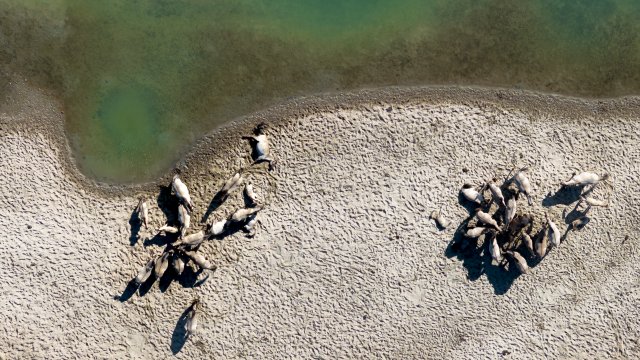 Konikpaarden van bovenaf op zand bij laag water