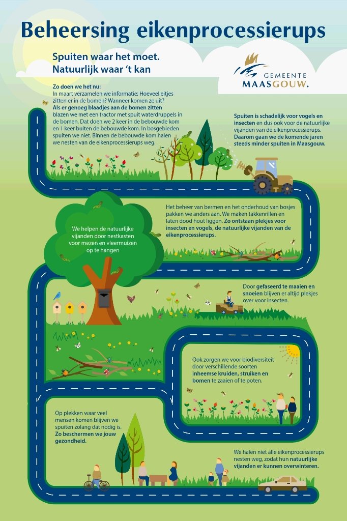 Infographic eikenprocessierups