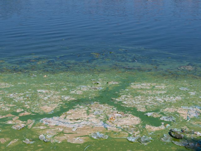 Blauwalg