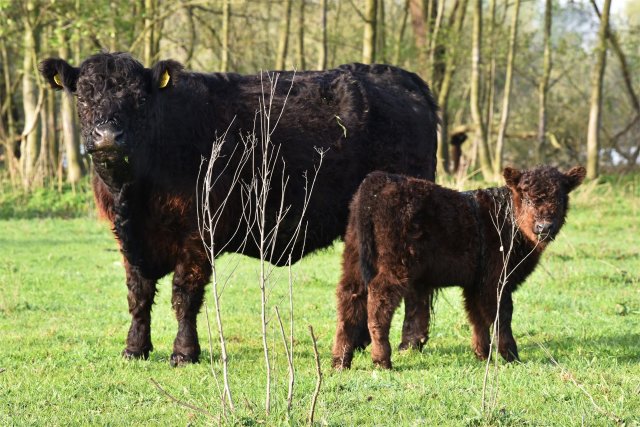 Galloway runderen