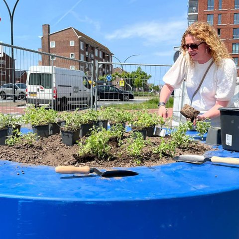 Foto van wethouder Mulder die helpt bij het vullen van het plantvak bij Palet