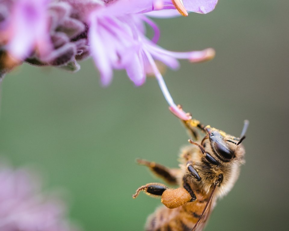 Een bij die van een paarse bloem eet