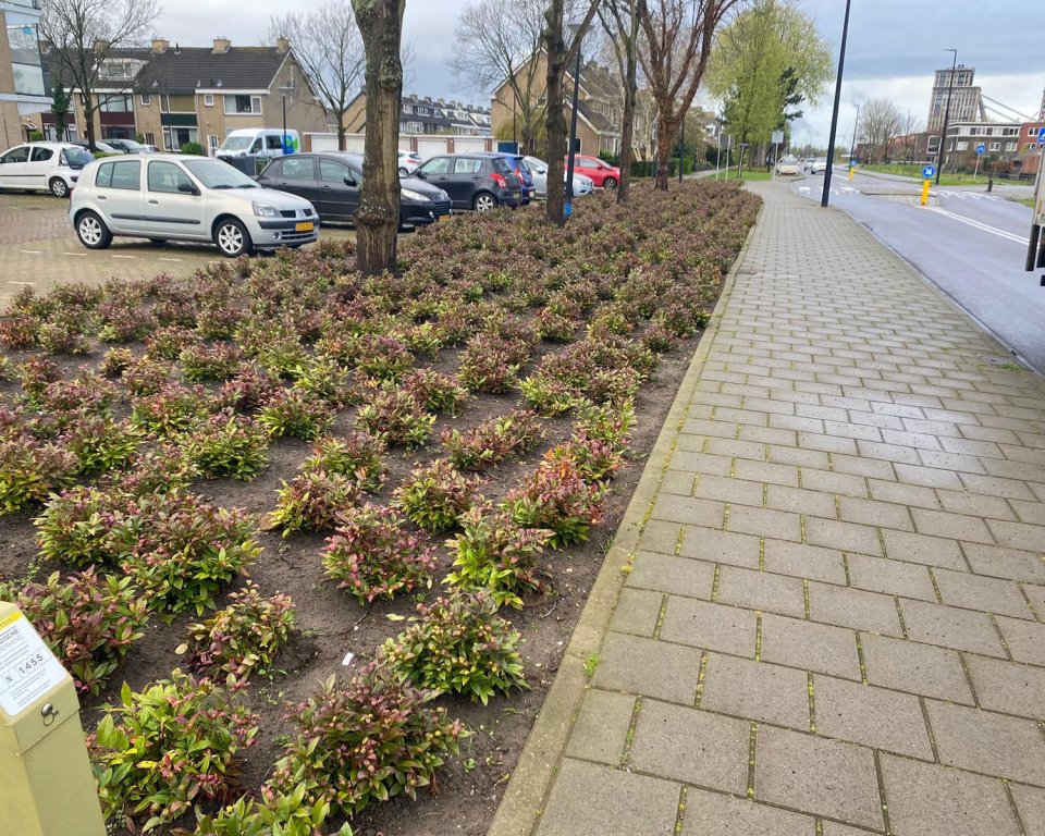 Beplanting