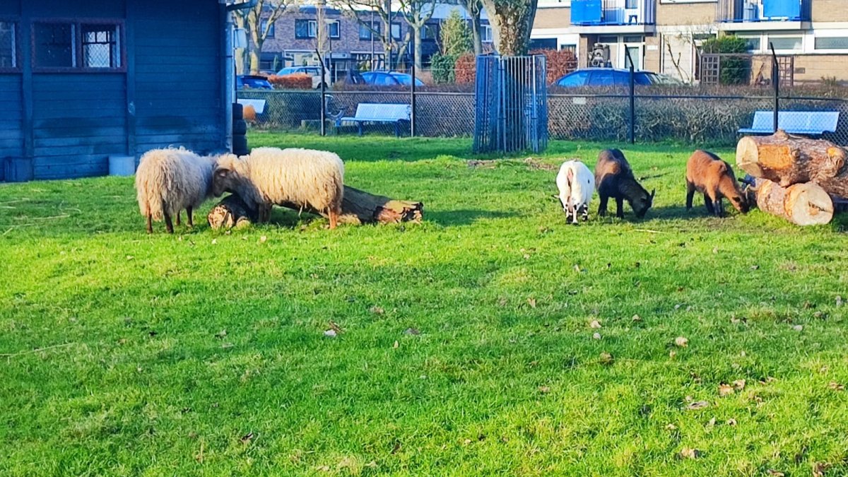 Gemeente Maassluis en Stichting Dierenhoek ’t Sparretje beëindigen activiteiten aan Sportlaan