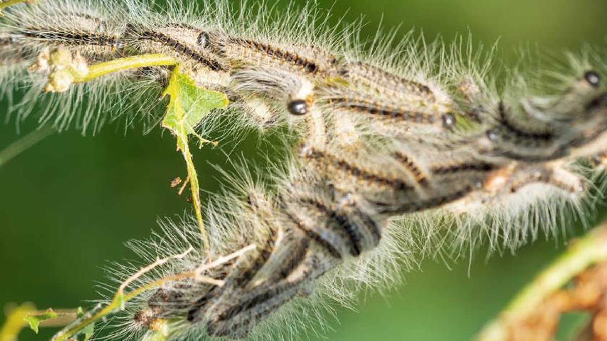 Verwijderen eikenprocessierups in het Lepelaarplantsoen