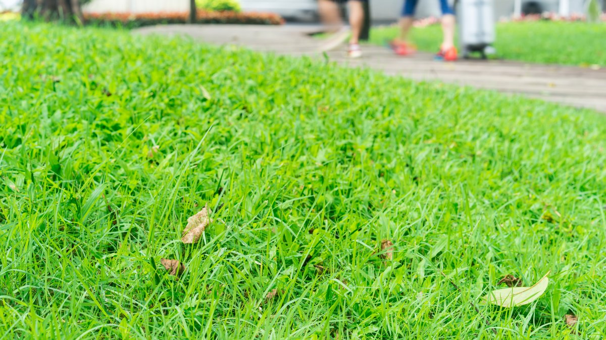 Werkzaamheden in het groengebied tegenover de Sportlaan vanaf 22 november