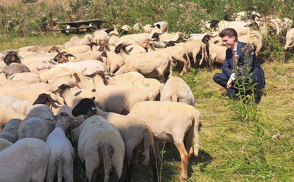 Foto van wethouder Gary Bouwer tussen de grazende schapen